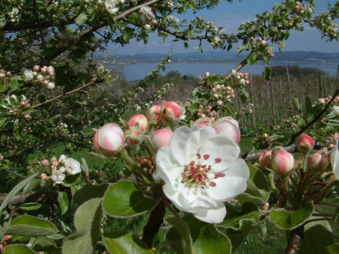 Blühende Apfelbäume in Obsthängen am Ufer des Bodensees